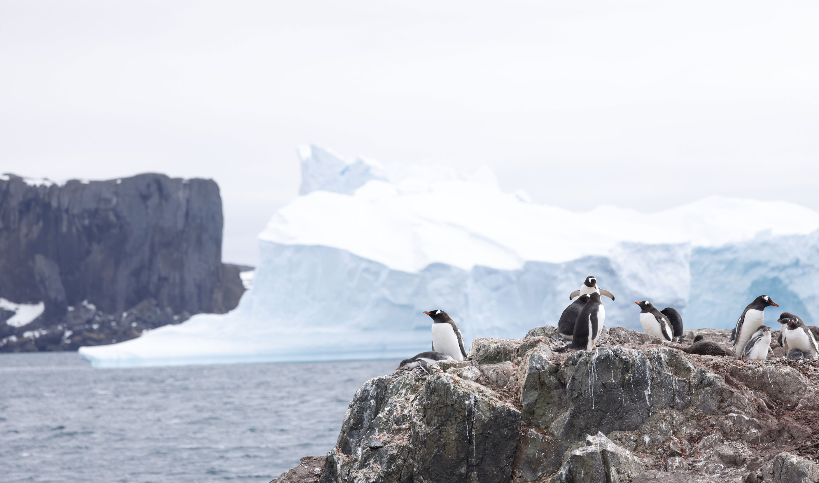 Gentoo-penguins-on-Ardley-Island_web