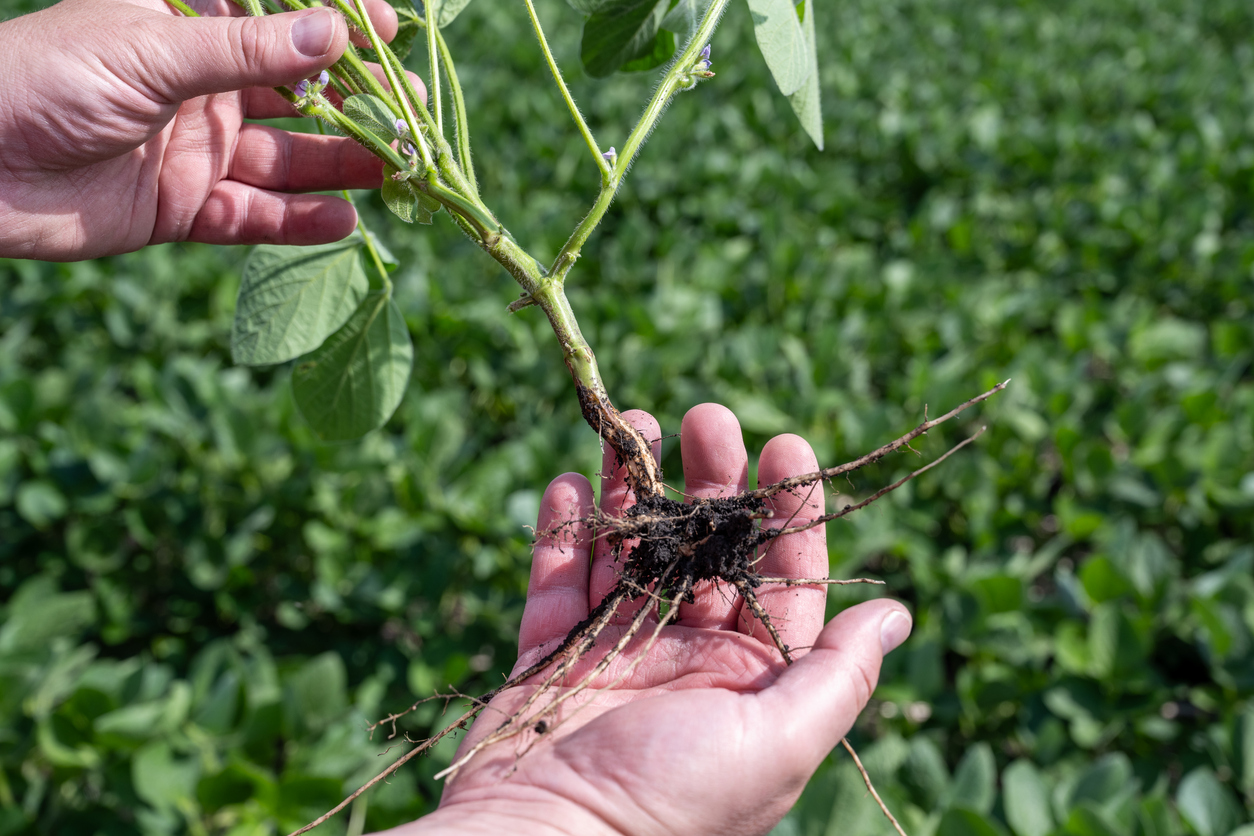 The roots of a soybean plant