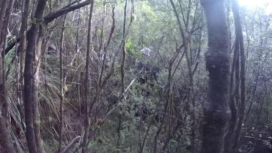 Researchers walking through thick vegetation credit_Michela Mariani