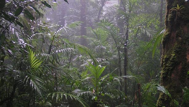 rainforest green copyright Dr Richard Field 22