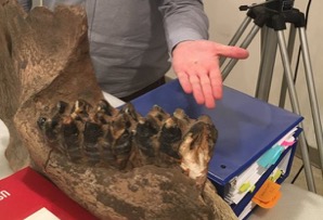 Odontogrammetry University of Arkansas visit_2