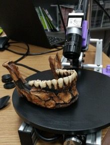Odontogrammetry University of Arkansas visit_3