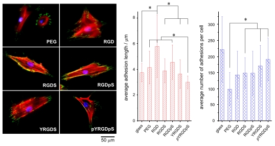 Human mesenchymal stem cell response to peptide surfaces. Left: False coloured images showing the nucleus (blue), actin (red) and focal adhesions (green). Right: quantitative analysis of the number and size of the focal adhesions. No significant difference was in the number and size of focal adhesions was observed between the phosphorylated and non-phosphorylated peptide surfaces. This suggests that cell induced dephosphorylation may render both surfaces are biologically equivalent.