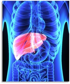 Liver