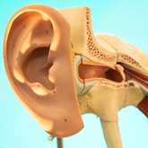 A model of the ear