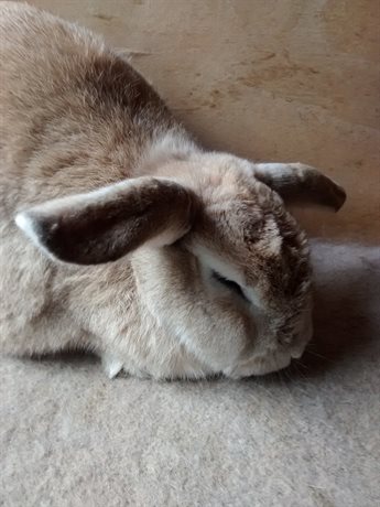 Fawn rabbit on a carpeted shelf with both ears horizontal
