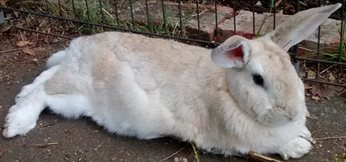 Fawn rabbit lying on a path with both ears directed at a sound