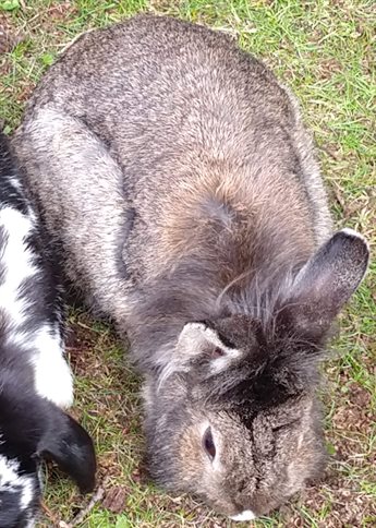 Agouti lionhead rabbit next to a black and white lop rabbit, lionhead's ears in two different directions