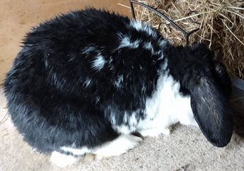 Black and white lop rabbit with its ears swung forwards