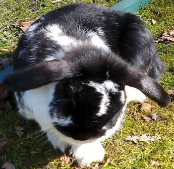 Black and white lop rabbit scratching its ears