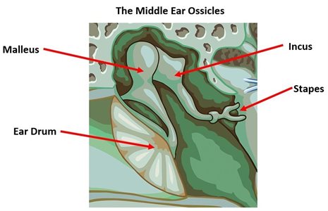 A diagram of the small bones in the human ear