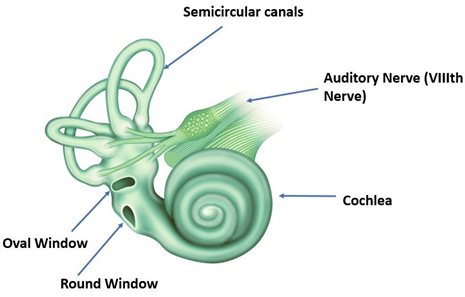 A diagram of the human vestibular system, in the ear