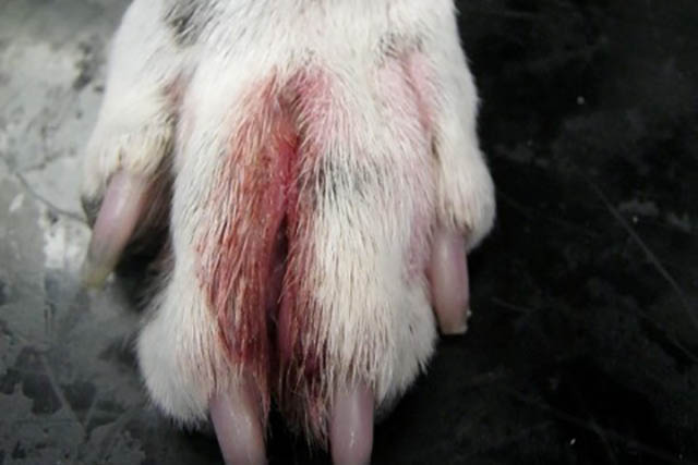A dog showing its front right paw. The skin between the toes is red, inflamed and broken from repeated licking