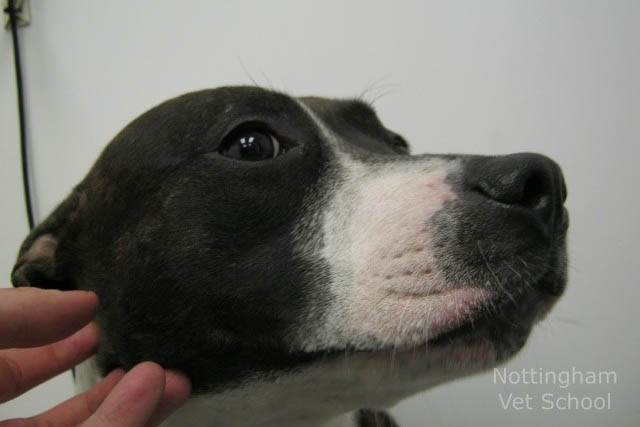 A dog with canine atopic dermatitis showing a red and itchy muzzle, with no fur loss or damaged skin.