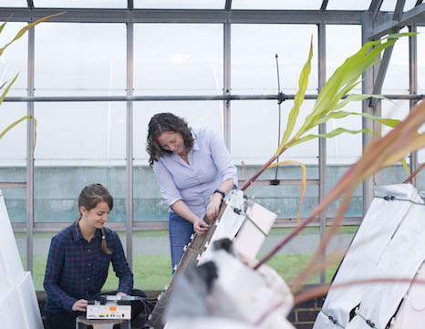 People measuring root physiology on maize in a glasshouse