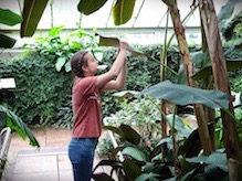 Collecting stomatal peels in a Kew glasshouse