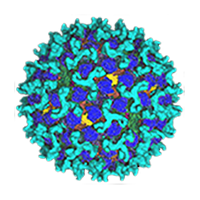 Bluetongue virus