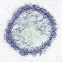 Schmallenberg virus