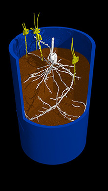 X-ray image of a soil column in 3D with the roots of a maize plant (white) visualised without disturbance and dialysis tubes (yellow) installed in situ to measure soil nutrients