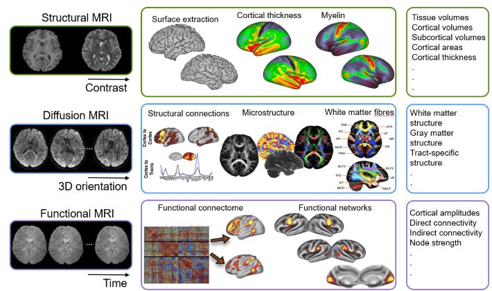 Illustration of how structural and functional measurements from imaging data can be used to derive numerical measures for use in modelling