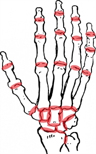 hand joints