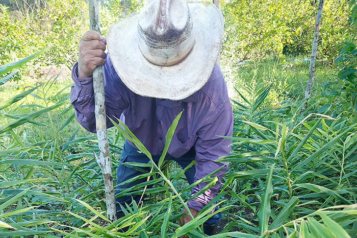 Smallholder farmer working his land in the Cayo District