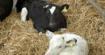 British Dairy Herd National Mastitis Control Scheme