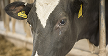 Prevention of dry period infections in dairy cows