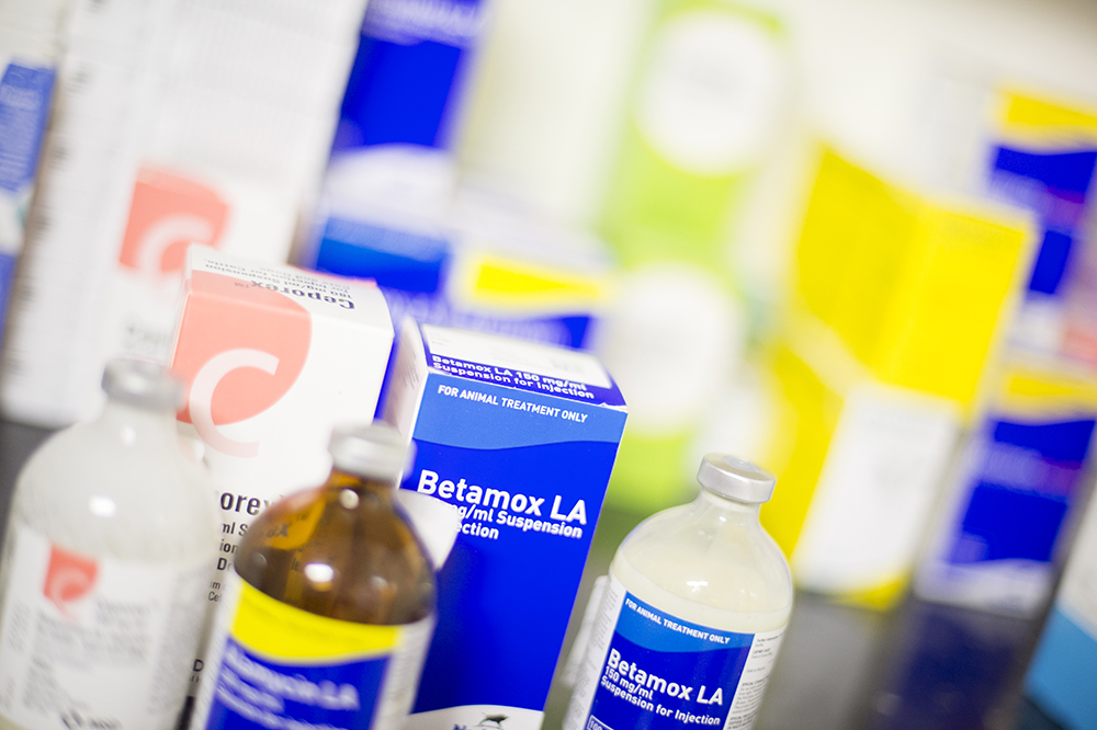 Antimicrobial resistance and bacteriophage therapies theme