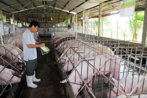 Developing a vaccine for porcine S. suis infections in Vietnam
