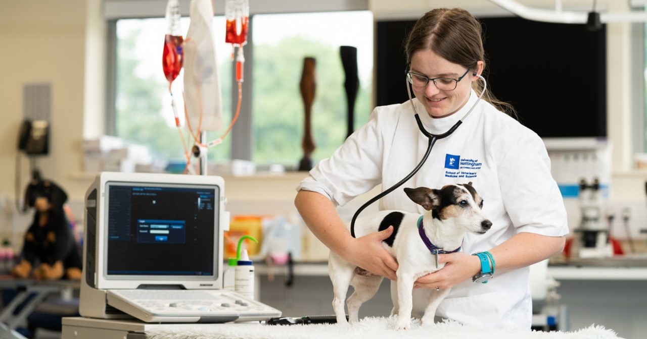 Doctoral Training Programme research student examining a dog in the Vet school