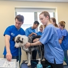 Student's gather around a dog on a table having a check up