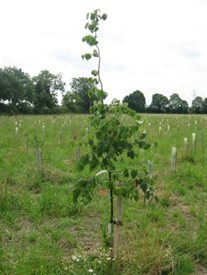 young trees planted at Diamond Wood