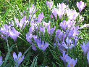 Nottingham spring crocus on University Park campus