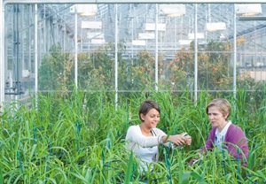 Testing chlorophyll content of leaves in a greenhouse on Sutton Bonington Campus