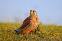 Kestrel