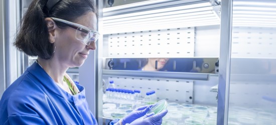 Samantha Bryan, Assistant Professor in White Biotechnology, working in a lab with Cyanobacteria