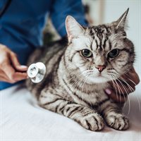 Cat examination