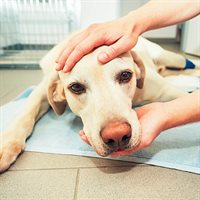 Dog in vet surgery