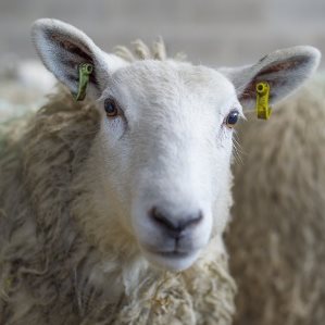 Close up of sheep looking direct at camera