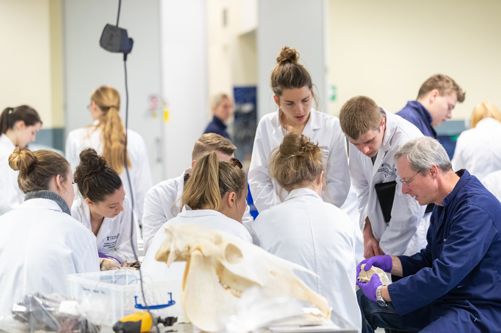 students examining skeletons in the surgery suite, School for Veterinary Medicine and Science, Sutton Bonington