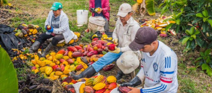 Group of farmers harvesting cocoa pods in Colombia