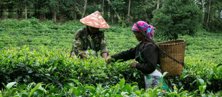 Two workers picking tea leaves in a tea garden