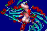 a protein modelled using new software