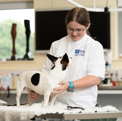 Vet looking down at a dog