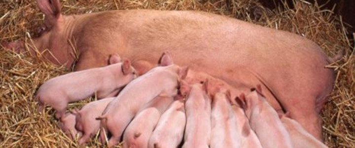 Pig and piglets