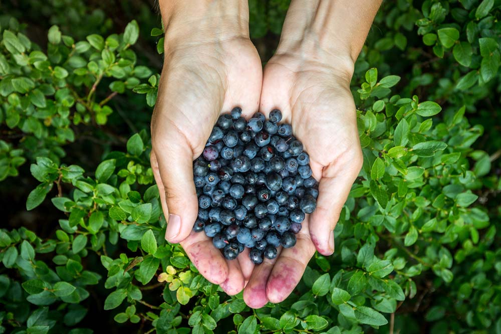 A pair of hands cupped together holding freshly picked blueberries, with the greenery of the blueberry bushes in the background.