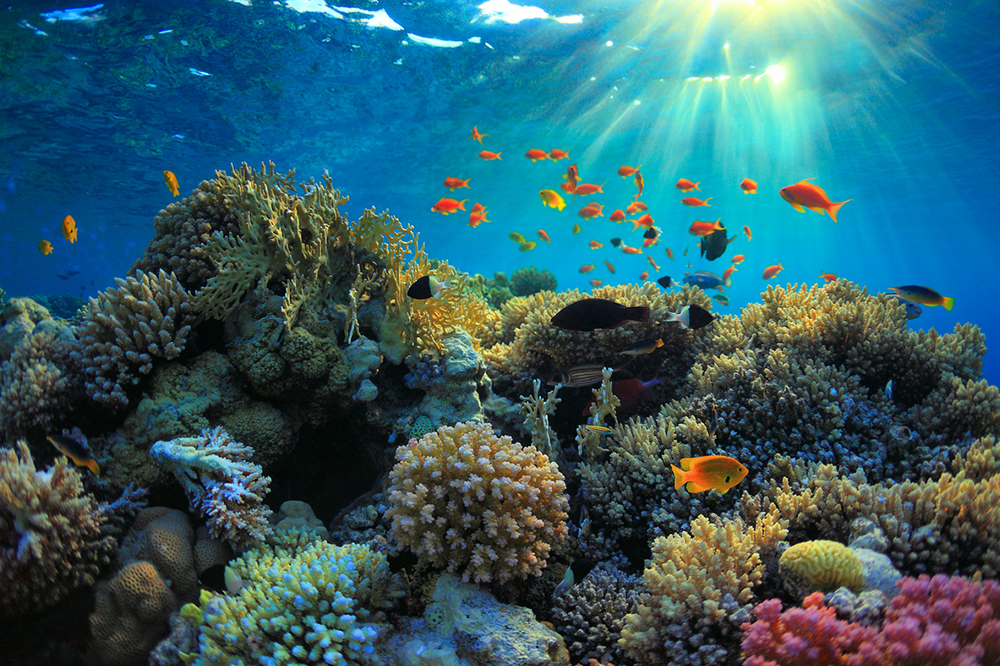 Underwater photo of a brightly coloured coral reef with fish swimming around and the sunlight beaming through the surface.