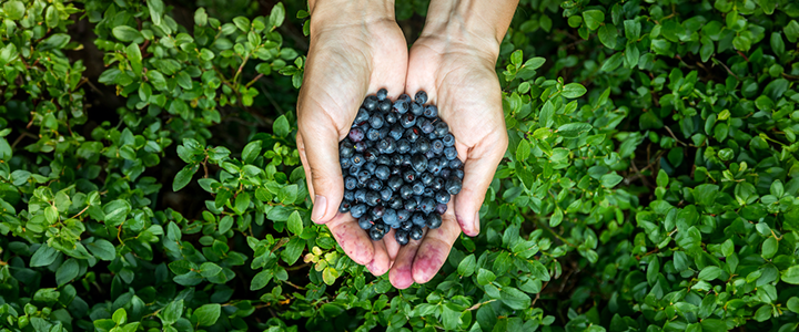 A pair of hands cupped together holding freshly picked blueberries, with the greenery of the blueberry bushes in the background.