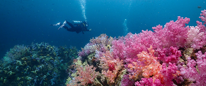 Underwater photo showing a deep sea diver looking at pink and green coral reef.